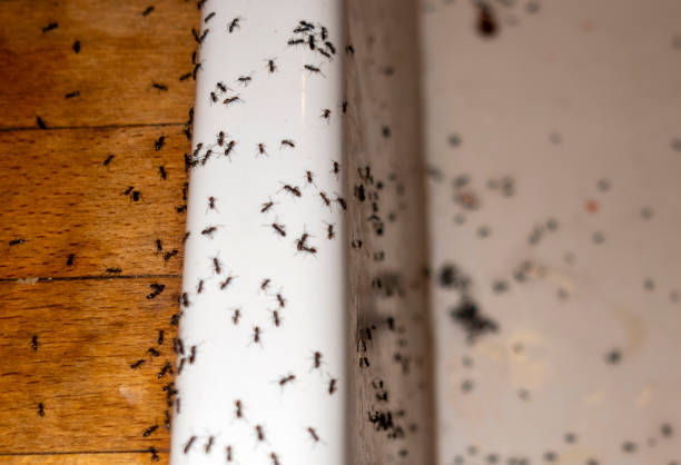 Best Best Pest Control Companies  in La Blanca, TX