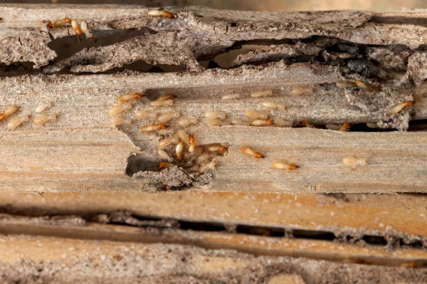 Insect Control in La Blanca, TX